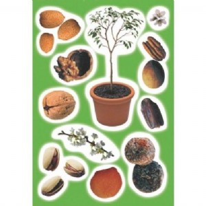 ������ ����� �"� ����